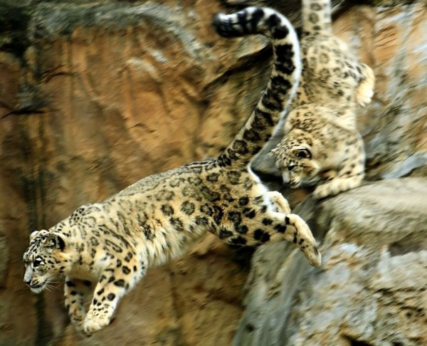 Ирбис в прыжке