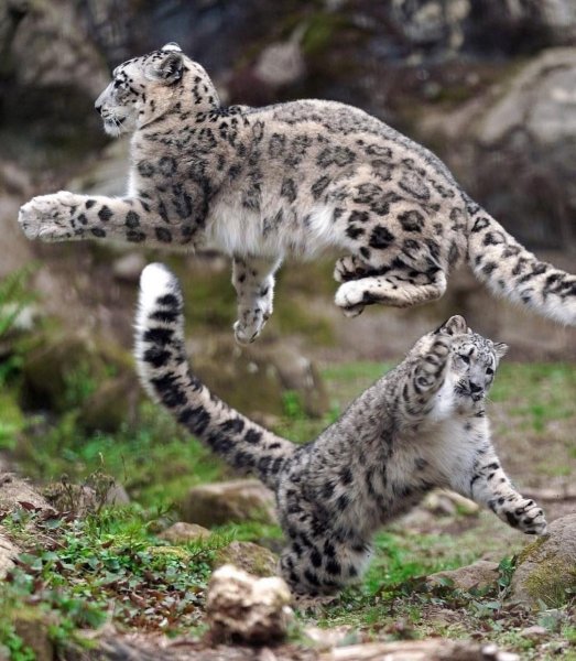 Снежный Барс Ирбис семья