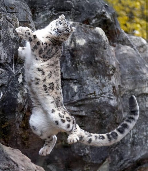 Снежный Барс (Ирбис, снежный леопард)
