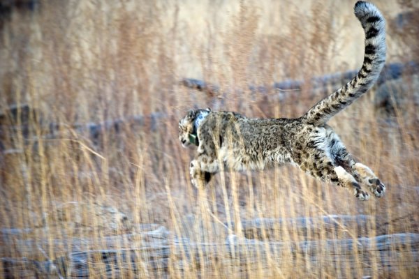 Монгол со снежным Барсом