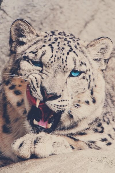 Снежный Барс на аву