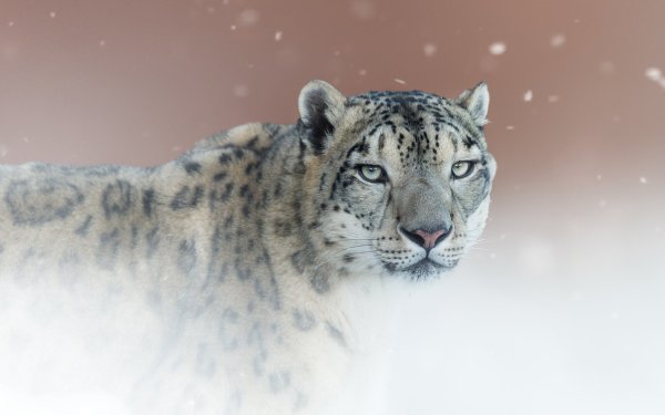 Снежный Барс белый