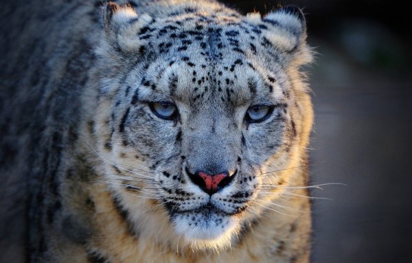 Снежный Барс анфас