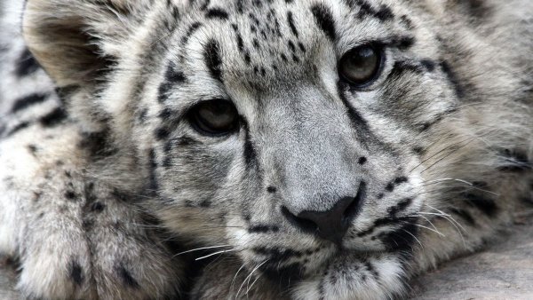 Снежный Барс обои