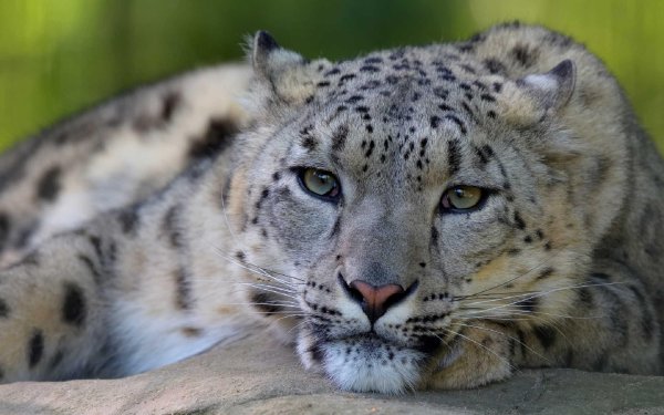 Снежный Барс 8к