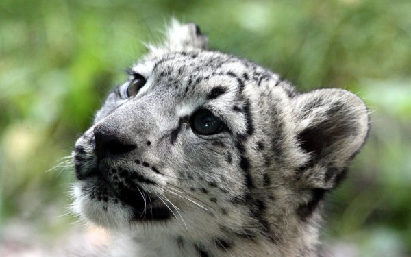 Снежный Барс Ирбис оскал