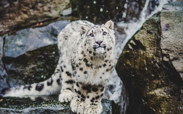 Снежный Барс Токарева