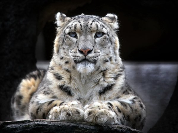 Пазл снежный Барс