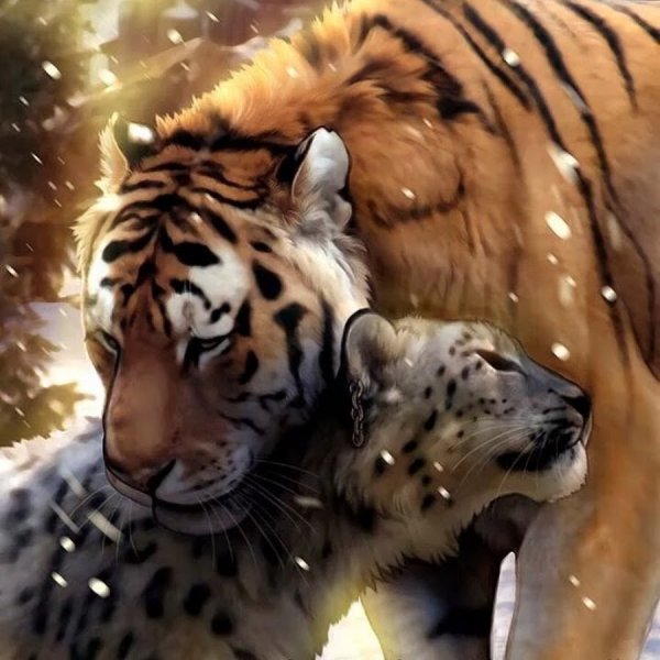 Снежный Барс и тигр