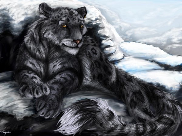 Рысь Пардус