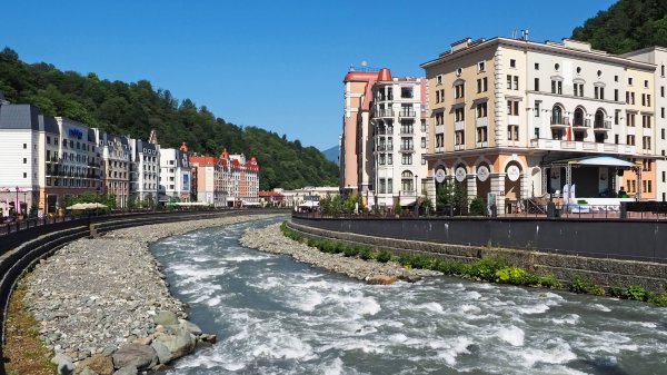 Голден Тюлип роза Хутор 4