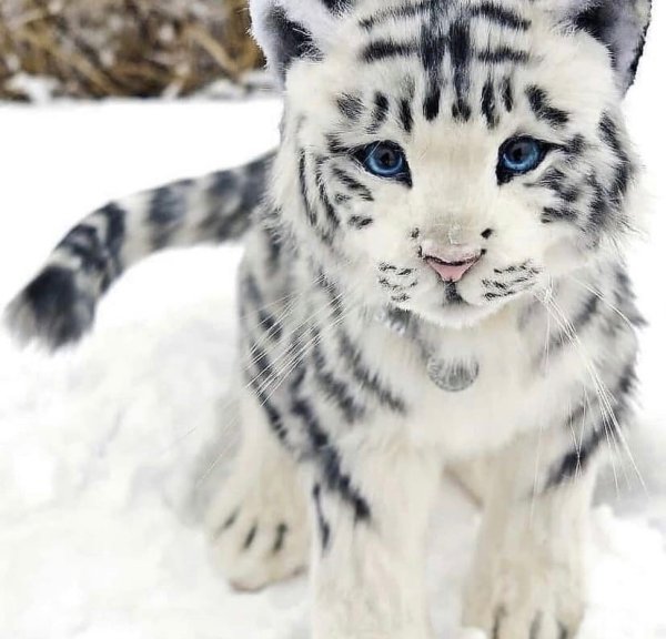 Амурский тигр белый Тигрёнок