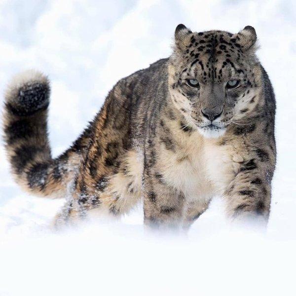 Ирбис снежный Барс тигр