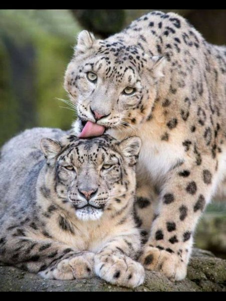 Тигр леопард и снежный Барс