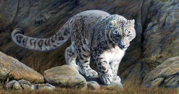 Пантера Ирбис