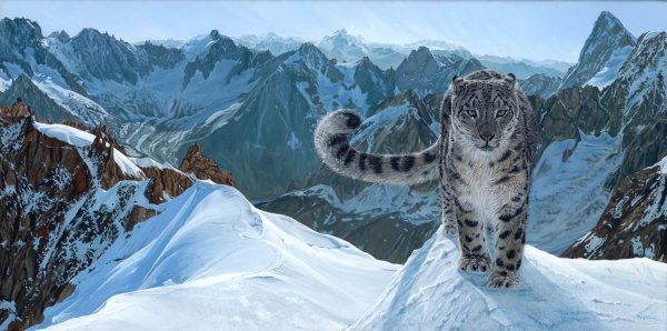 Снежный Барс в горах