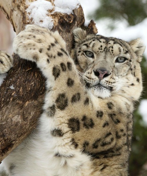 Ирбис и дымчатый леопард