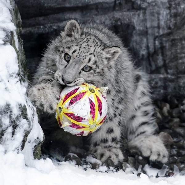 Тотем Ирбис снежный Барс
