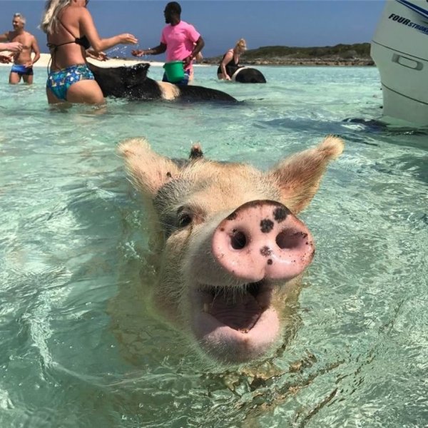 Свинья на море