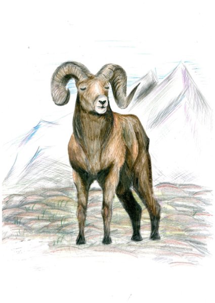 Парнокопытные Путоранский снежный