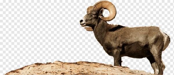 Коза аргали