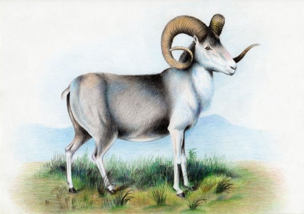 Алтайский аргали