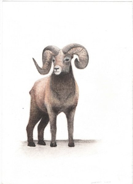 Снежный баран на белом фоне