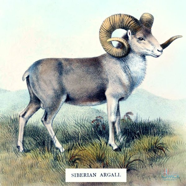 Горный баран аргали Алтай