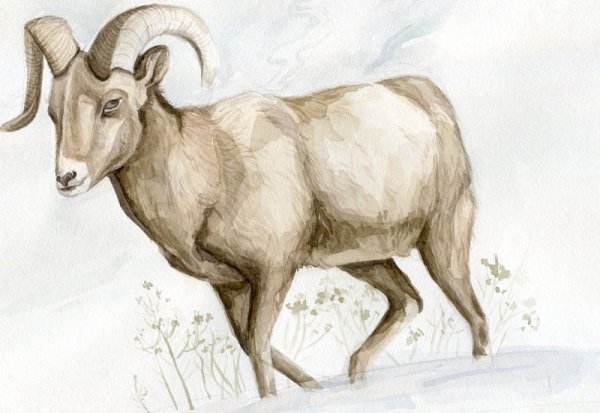 Снежный баран в Арктике