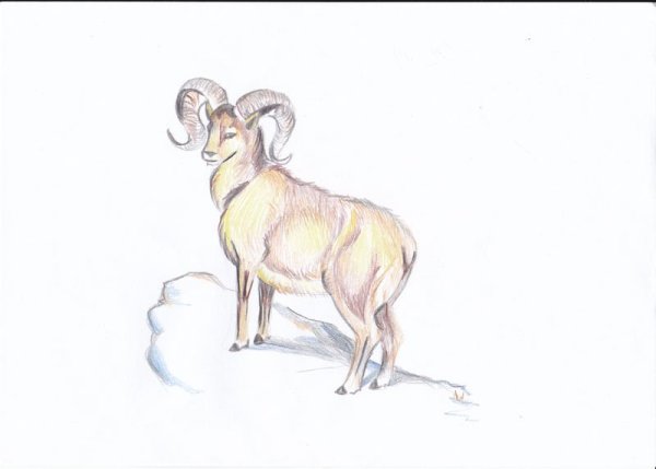 Иллюстрация к стихотворению Хетагурова Джук тур