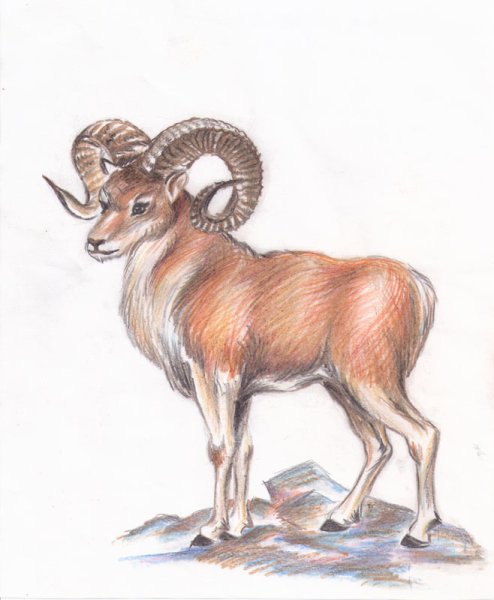 Алтайский горный баран Ovis Ammon Ammon