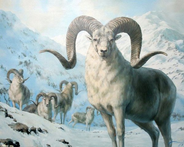 Марко поло горный баран Киргизия