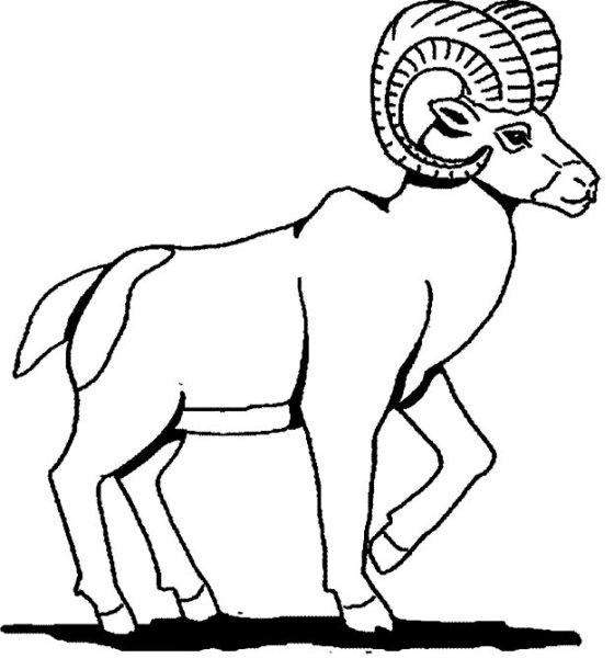 Горный козел для раскрашивания
