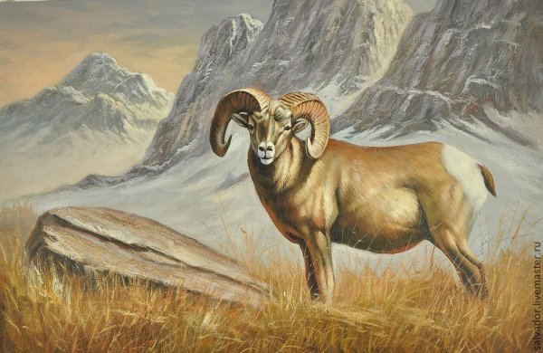 Хетагуров дикий баран