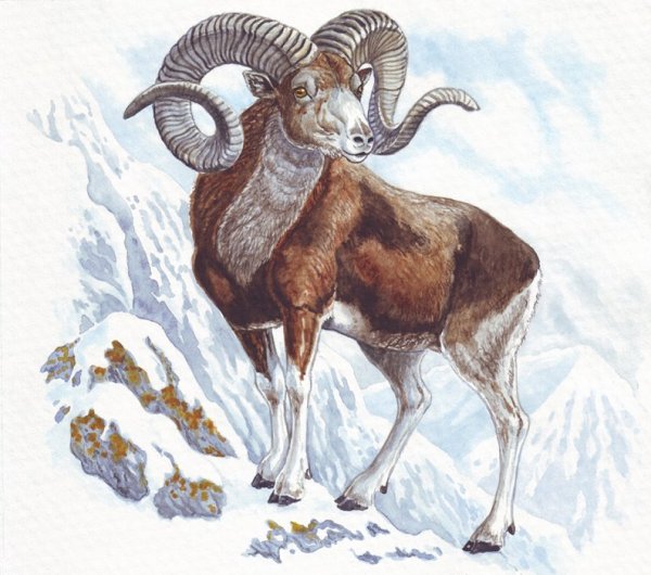 Винторогий горный баран Архар