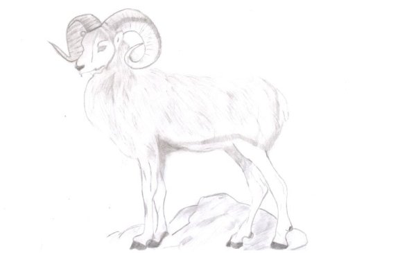 Алтайский горный баран