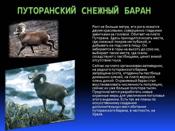 Путоранский снежный баран красная книга