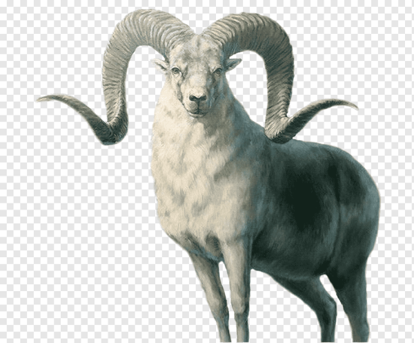 Коза аргали