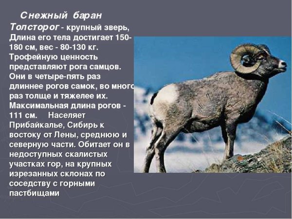 Снежный баран Путоранский описание