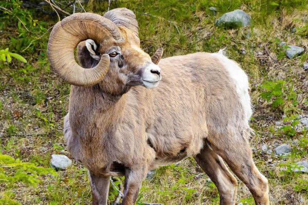 Алтайский Архар аргали