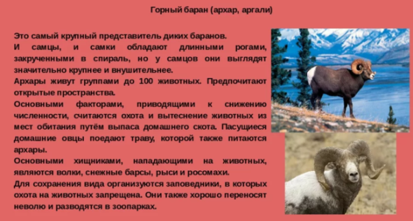 Алтайский горный баран аргали красная книга