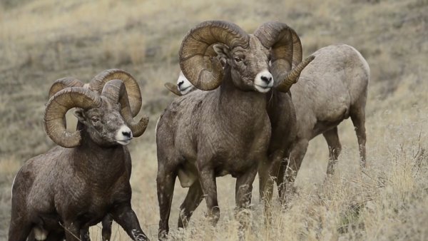 Архар баран черный