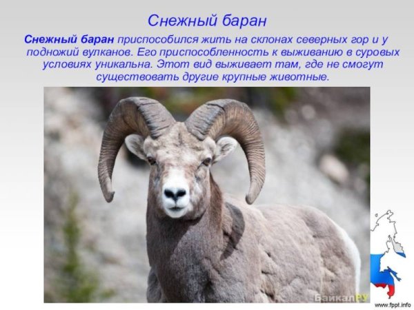 Путоранский снежный баран красная книга