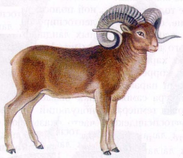 Горный баран Архар рисунок