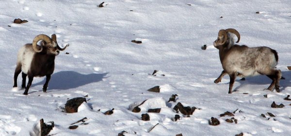 Путоранский снежный баран красная