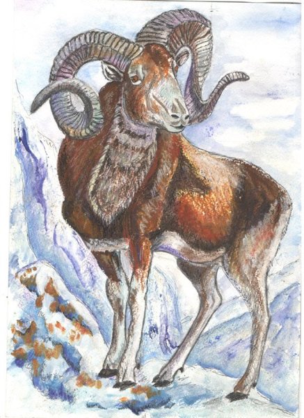 Горный баран аргали