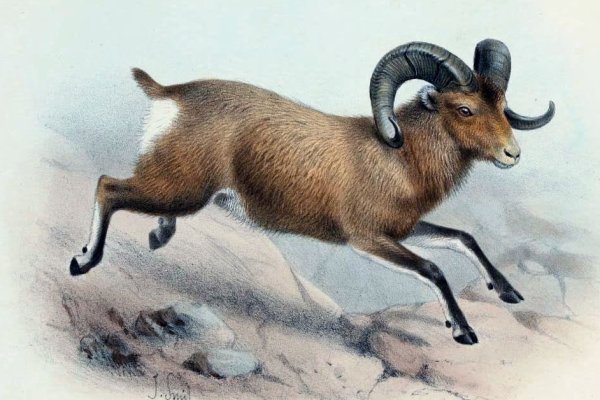 Забайкалье козлы