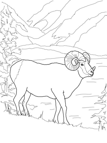 Алтайский горный баран разукрашка