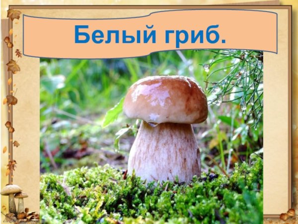 Грибы окружающий мир