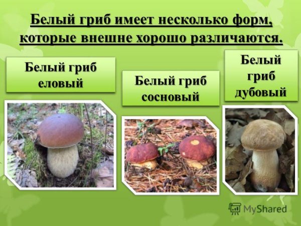 Презентация грибов